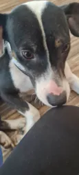 TERESA