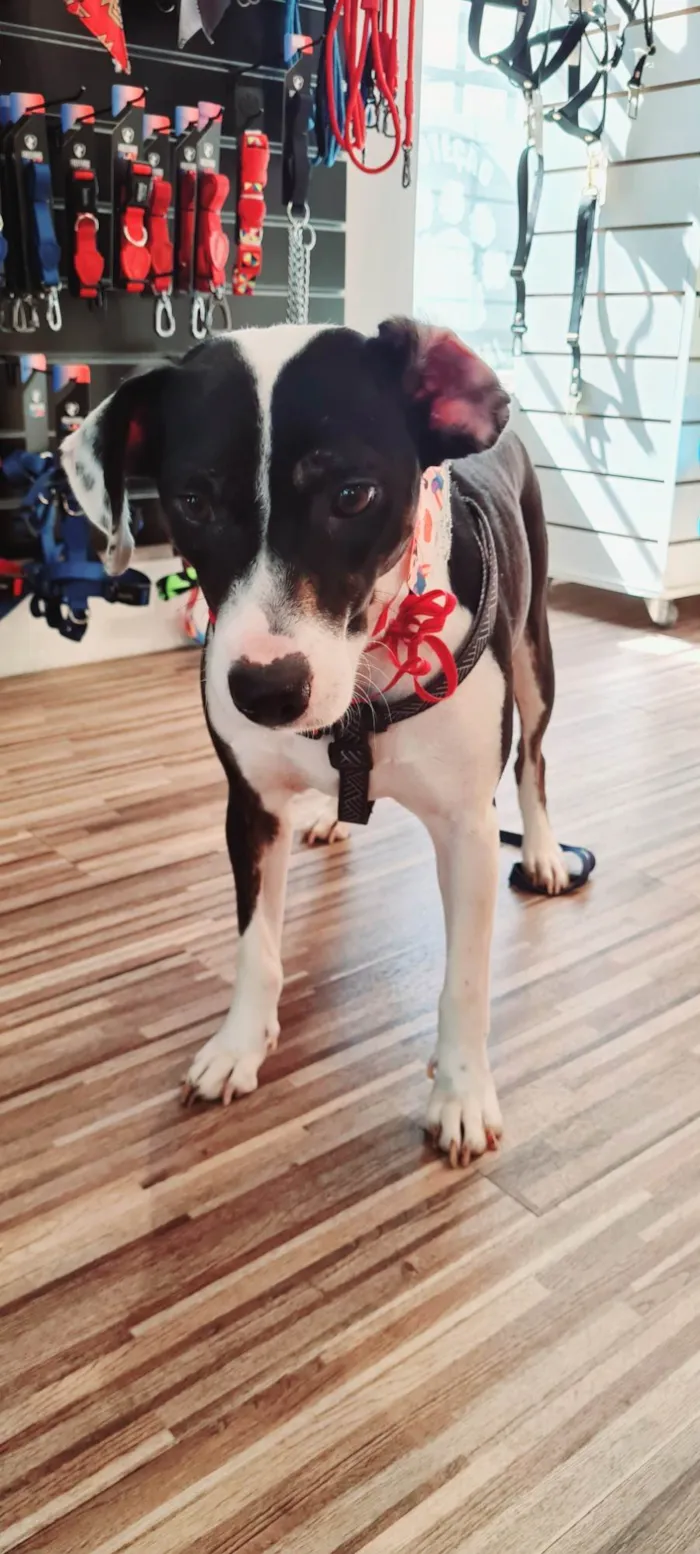 Cachorro ra a SRD idade 2 anos nome TERESA