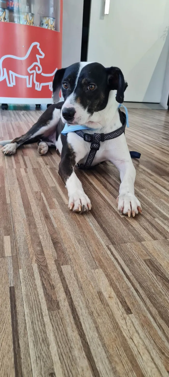 Cachorro ra a SRD idade 2 anos nome TERESA