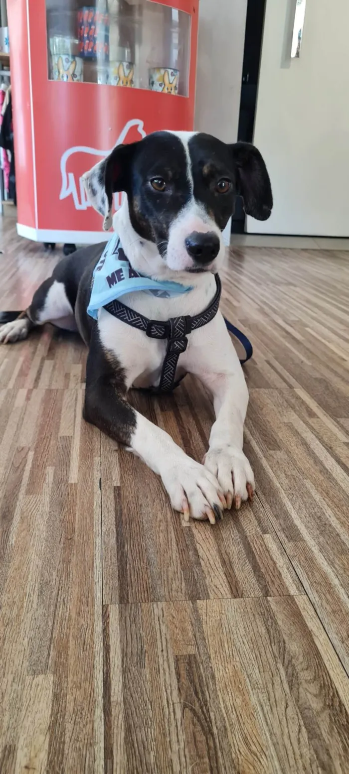 Cachorro ra a SRD idade 2 anos nome TERESA