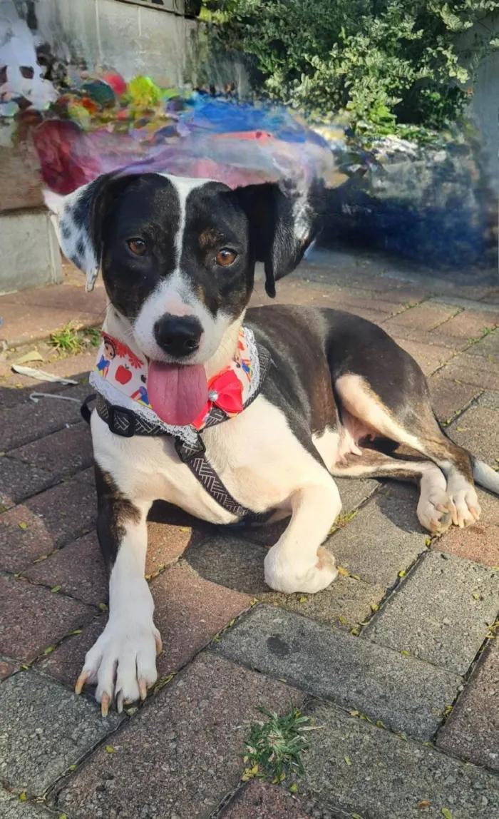 Cachorro ra a SRD idade 2 anos nome TERESA