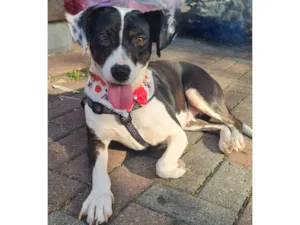 Cachorro raça SRD idade 2 anos nome TERESA