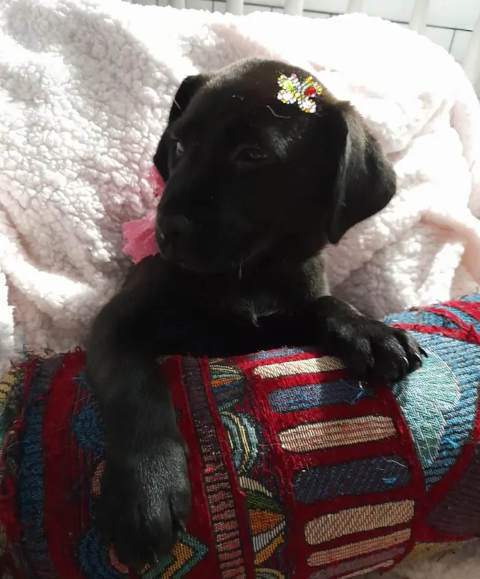 Cachorro ra a SRD-ViraLata idade 2 a 6 meses nome Kiara