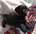 Kiara