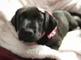 Kiara