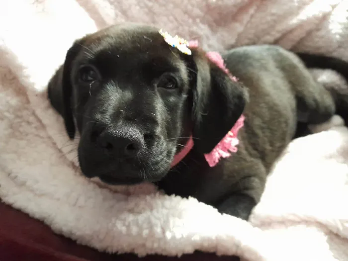 Cachorro ra a SRD-ViraLata idade 2 a 6 meses nome Kiara