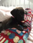 Kiara