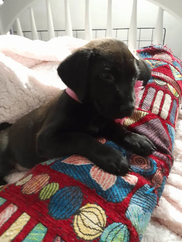 Cachorro ra a SRD-ViraLata idade 2 a 6 meses nome Kiara