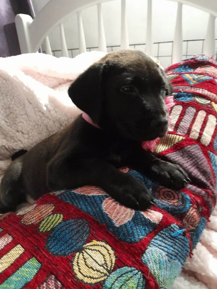 Cachorro ra a SRD-ViraLata idade 2 a 6 meses nome Kiara