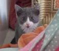 LELÉCO