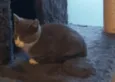 LELÉCO