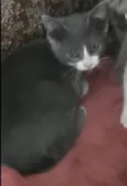 LELÉCO