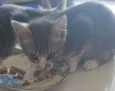 LUAN