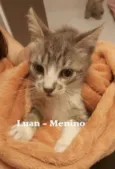 LUAN