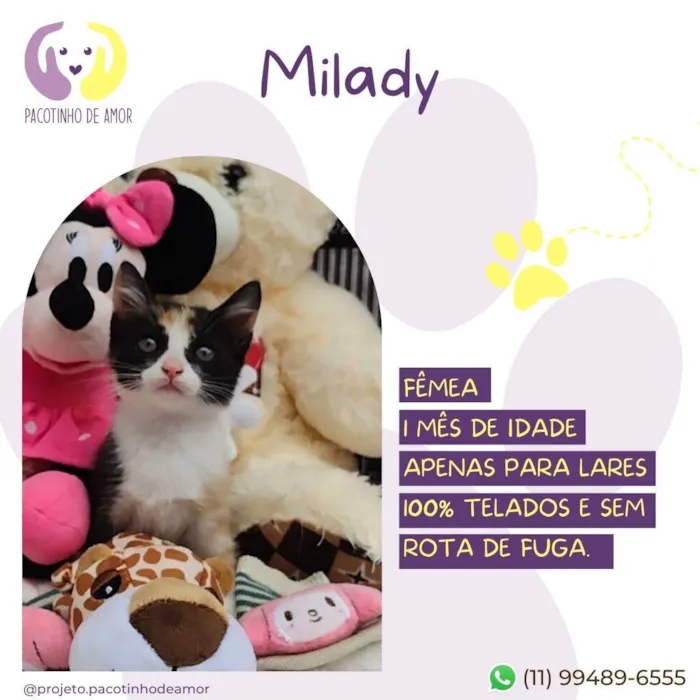 Gato raça SRD-ViraLata idade Abaixo de 2 meses nome Milady