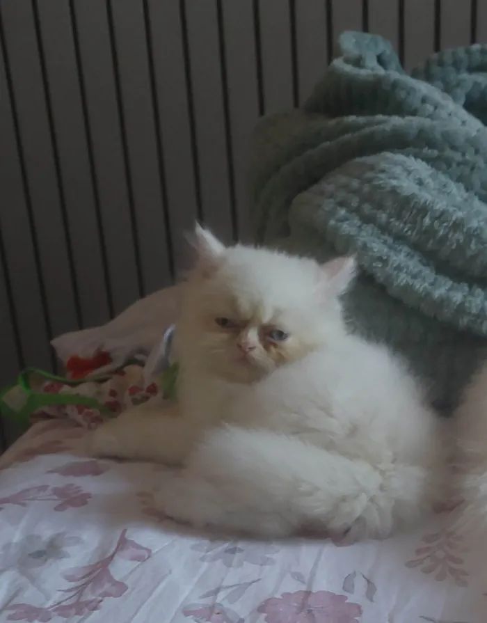 Gato raça Persa idade 2 a 6 meses nome Floquinho
