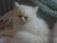Floquinho
