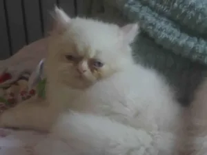 Gato raça Persa idade 2 a 6 meses nome Floquinho