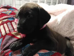 Cachorro raça SRD-ViraLata idade 2 a 6 meses nome Kiara