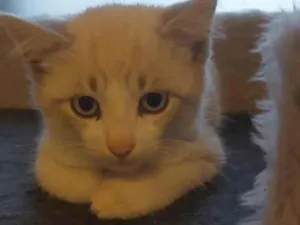 Gato raça SRD-ViraLata idade 2 a 6 meses nome LUAH