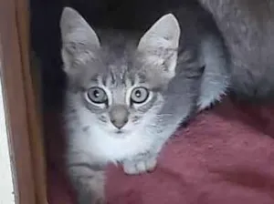 Gato raça SRD-ViraLata idade 2 a 6 meses nome LALAH