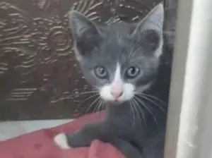 Gato raça SRD-ViraLata idade 2 a 6 meses nome LELÉCO