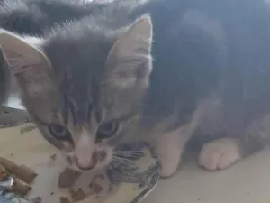 Gato raça SRD-ViraLata idade 2 a 6 meses nome LUAN