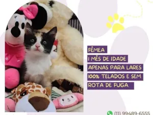 Gato raça SRD-ViraLata idade Abaixo de 2 meses nome Milady
