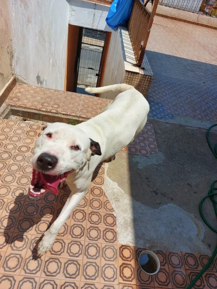 Cachorro ra a Pit-Bull idade 2 anos nome Laka 