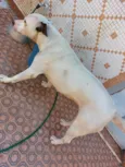 Laka 