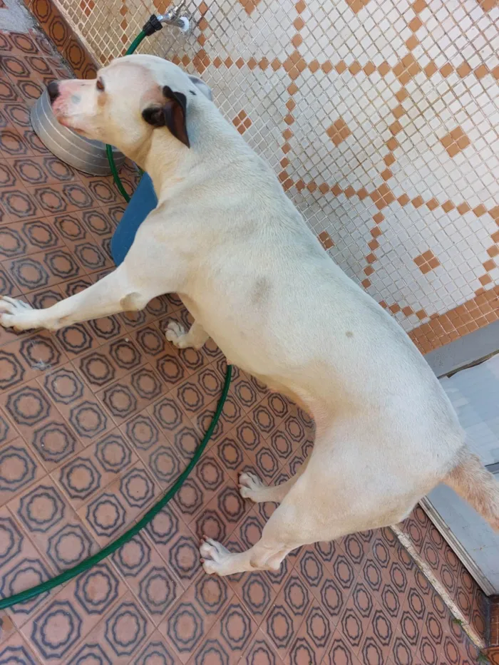 Cachorro ra a Pit-Bull idade 2 anos nome Laka 