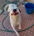 Laka 