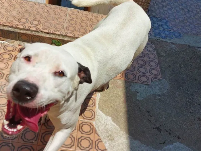 Cachorro ra a Pit-Bull idade 2 anos nome Laka 