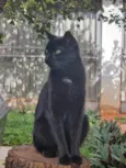 Princesa Pantera