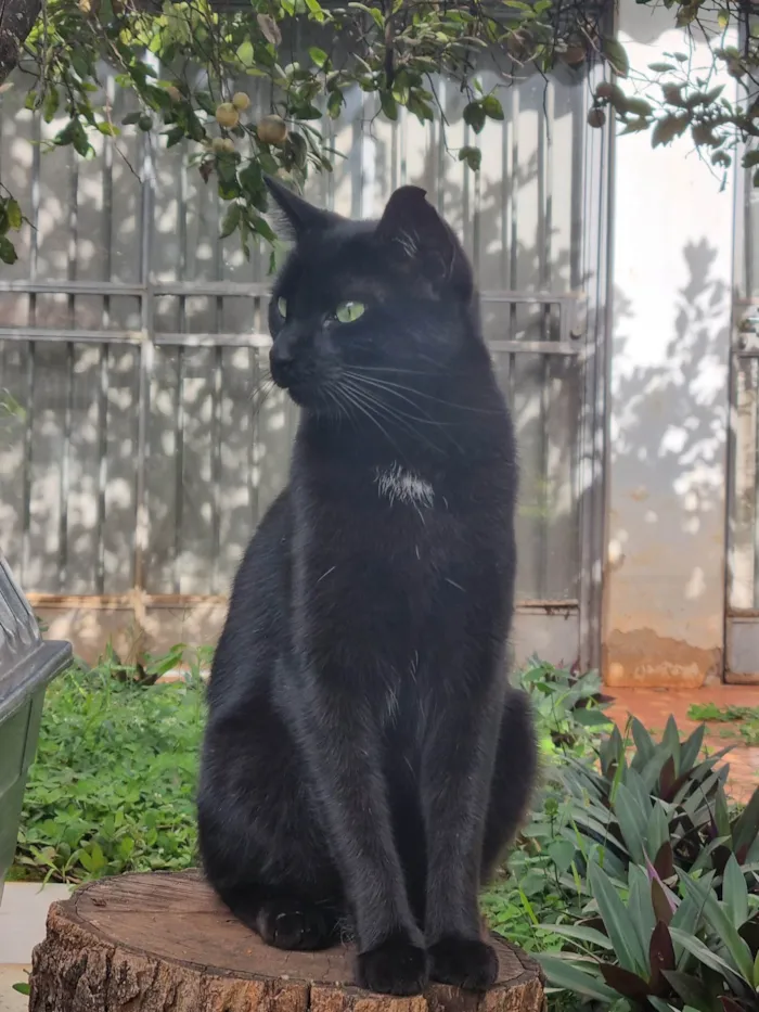 Gato ra a SRD-ViraLata idade 2 anos nome Princesa Pantera