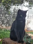 Princesa Pantera