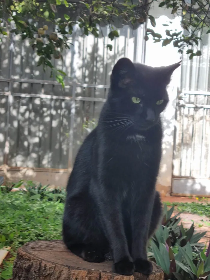 Gato ra a SRD-ViraLata idade 2 anos nome Princesa Pantera