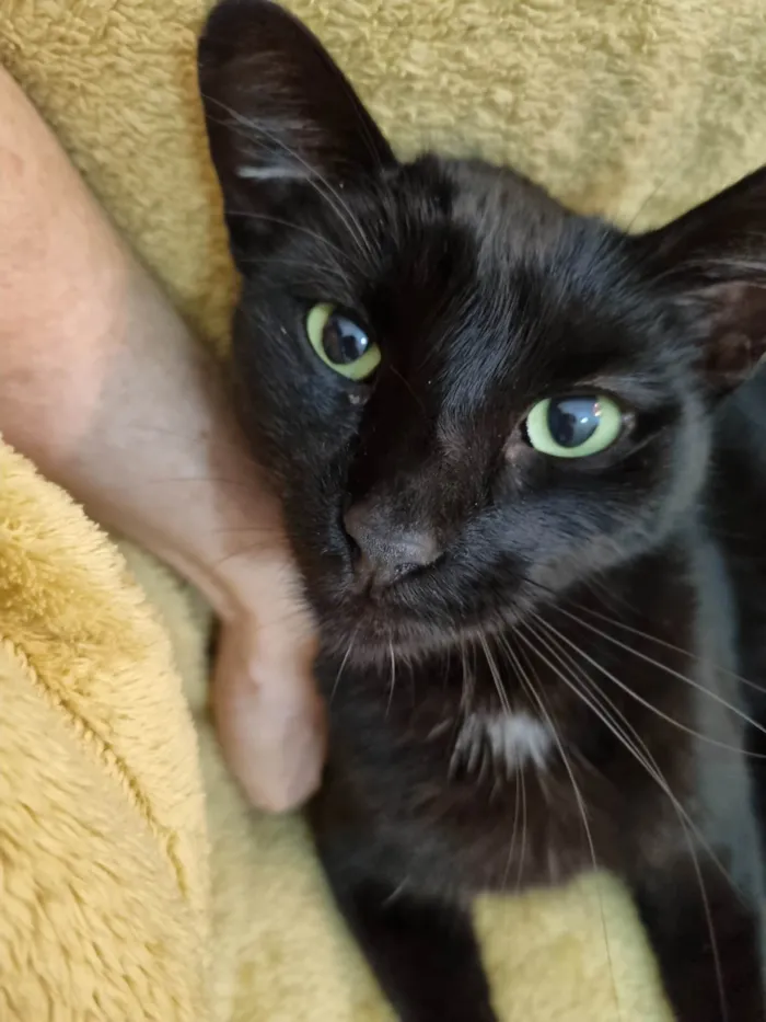 Gato ra a SRD-ViraLata idade 2 anos nome Princesa Pantera