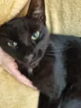 Princesa Pantera