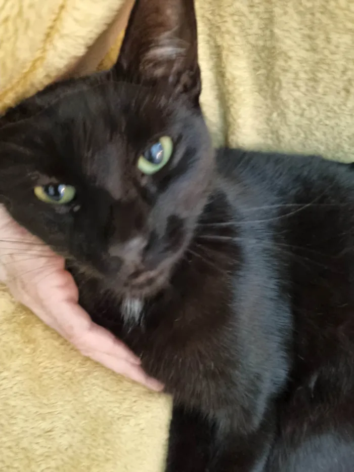 Gato ra a SRD-ViraLata idade 2 anos nome Princesa Pantera