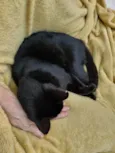 Princesa Pantera