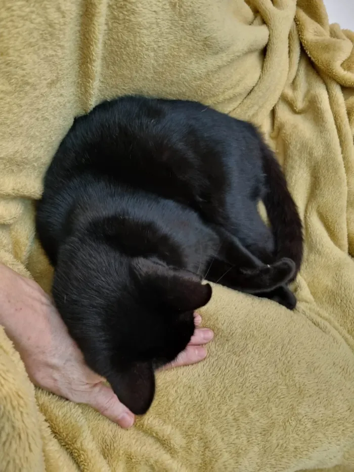 Gato ra a SRD-ViraLata idade 2 anos nome Princesa Pantera