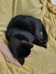 Princesa Pantera