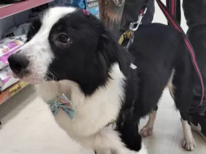 Cachorro raça Mix idade 1 ano nome Shakira
