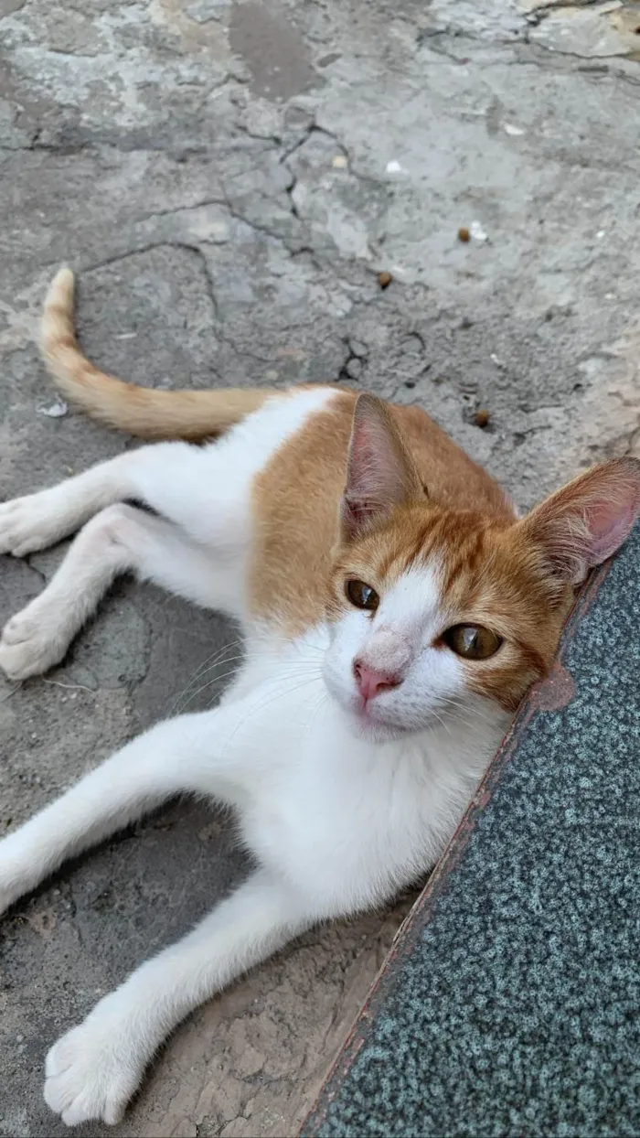 Gato ra a SRD-ViraLata idade 7 a 11 meses nome João