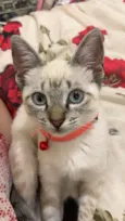 Jade