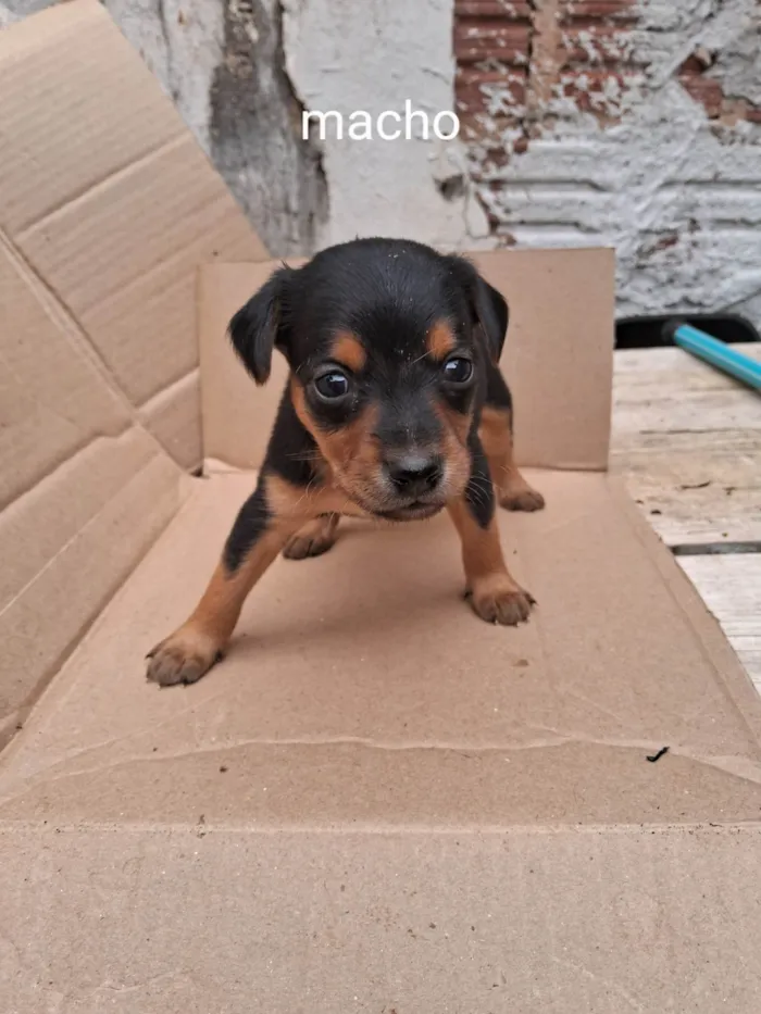 Cachorro raça Vira lata idade Abaixo de 2 meses nome Sem nome