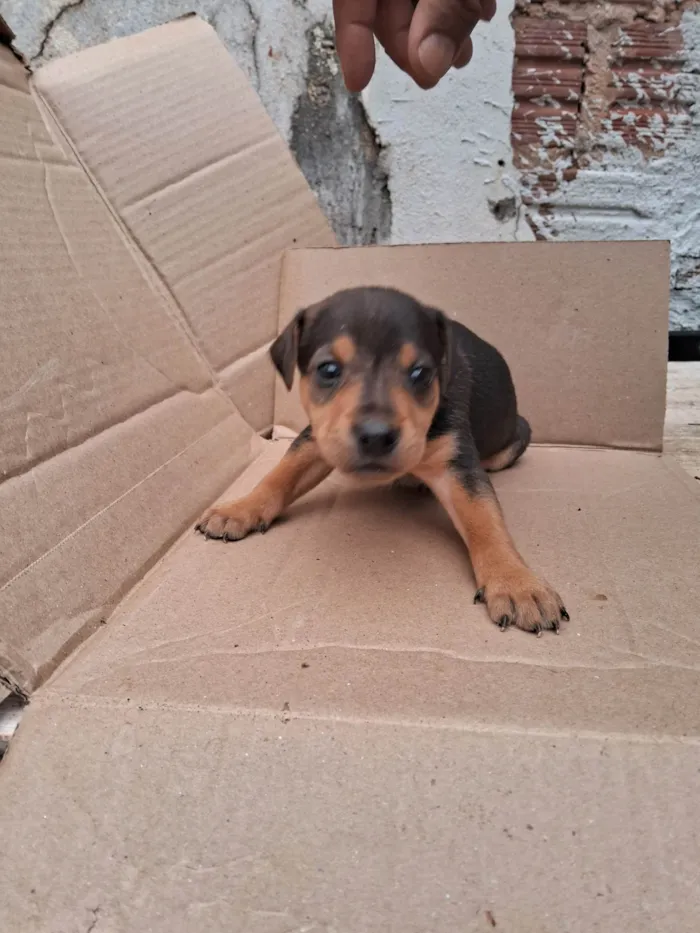 Cachorro raça Vira lata idade Abaixo de 2 meses nome Sem nome