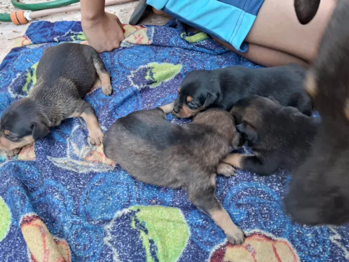 Cachorro raça Vira lata idade Abaixo de 2 meses nome Sem nome