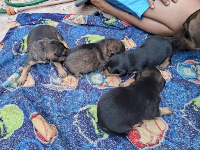 Cachorro raça Vira lata idade Abaixo de 2 meses nome Sem nome
